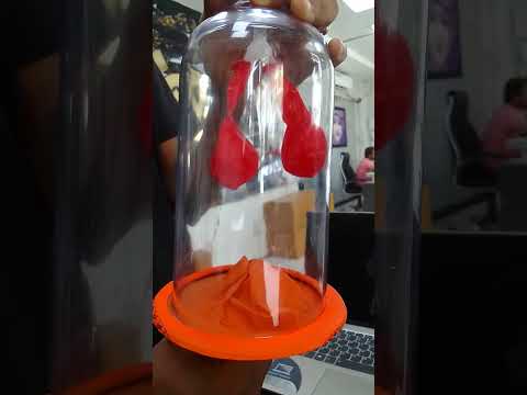 Human Lungs Model