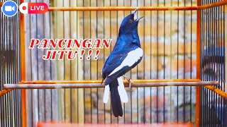 Download lagu KACER GACOR NGEROL NEMBAK PANCINGAN EMOSI BIKIN KACER ANDA LANGSUNG NYAUT IKUT Tarung BUKA EKOR !!! mp3 Download lagu KACER GACOR NGEROL NEMBAK PANCINGAN EMOSI BIKIN KACER ANDA LANGSUNG NYAUT IKUT Tarung BUKA EKOR !!! mp3