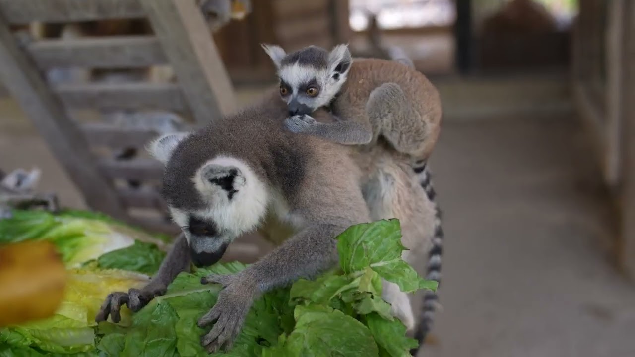 Tarsus Doğa Parkı Yeni Üyelerine Kavuştu
