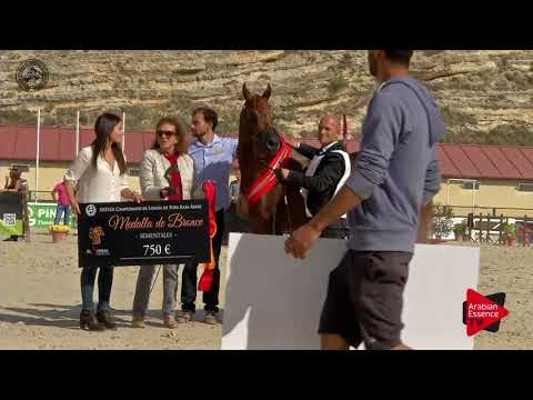 BRONZE - N.69 BV PIGMALION - 2017 SPANISH NATIONALS - Senior Stallions Championship (Class 17)
