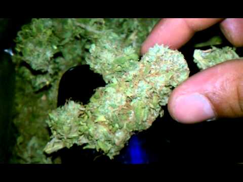 Grand daddy kush