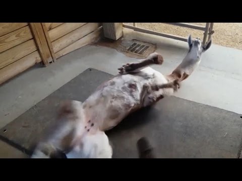 LLama's love of leaf blower goes viral