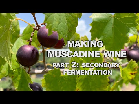 How to Make Muscadine Wine: Secondary Fermentation (Part 2)