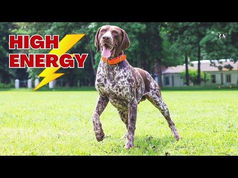 Top 10 Most Energetic Dogs | Meet the Canine Dynamos Full of Zest!