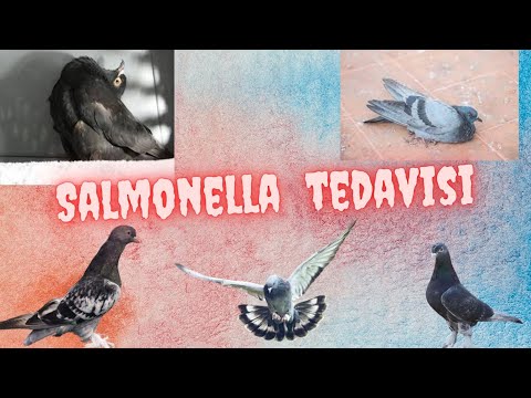 , title : 'GÜVERCİNLERDE SALMONELLA HASTALIĞI Tedavisi nasıl yapılır'