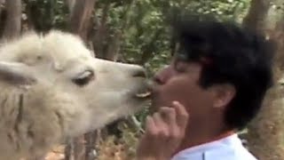preview picture of video 'que es mas excitante: el beso de una Llama o de una mujer pregunta Manuel Panduro'