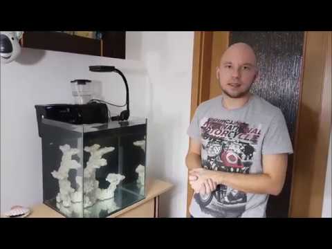 Start akwarium morskiego część II