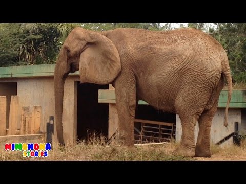 Sonidos de Animales Zoologico, Granja, Safari | Videos Infantiles | Mimonona Stories Video