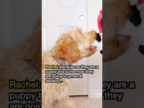 BEST Puppy Food?! 👇Follow for daily tips!