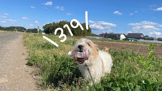 - 319 / 烏兎徒然 feat.可不