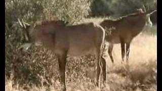 preview picture of video 'VaalBos National Park South Africa'