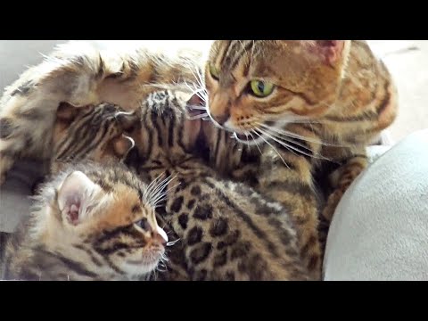 Mother cat having a Conversation with her Kittens