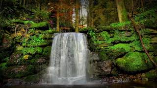 Download lagu Relaksasi suara air mengalir dan suara burung di kedalaman hutan mp3