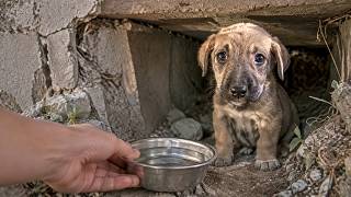 Small Puppy Cries After Losing His Parents Until This Happened