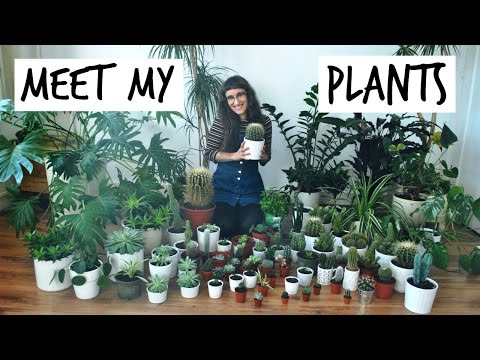 Plant Tour! Meet My Plants & How To Keep Your Plants Alive | HiLesley-Ann