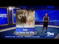 Eyewitness News Super Cat Saturday June 17 2023 Featuring Brittany Bell