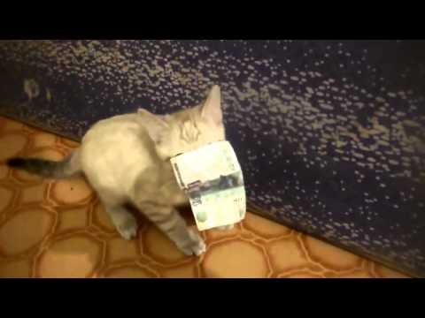 Kitten Refuses to Return Money!   Jokeroo