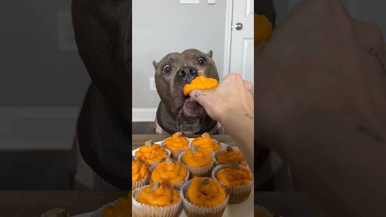 Pupcakes for Pluto’s Birthday!