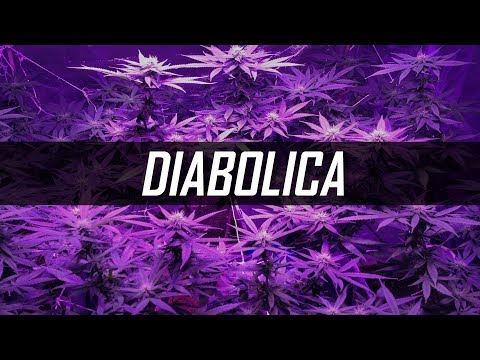 "Diabolica" - Instrumental Reggaeton Beat 2019 Perreo Malianteo | Prod by iMusicBeat