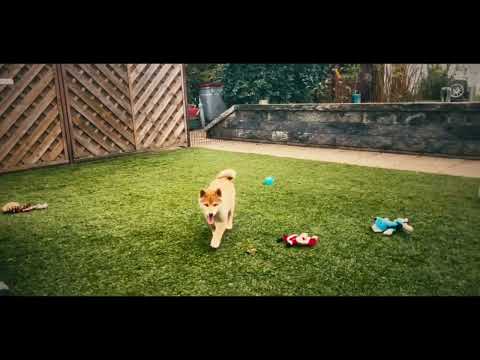 Shiba Inu puppy for sale