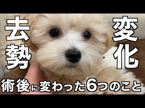 去勢手術後どれくらいで犬は落ち着いてきますか?