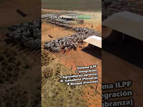 ASI es el FUTURO de la GANADERIA 🌍🐂✅ #agro #pecuaria #rancho