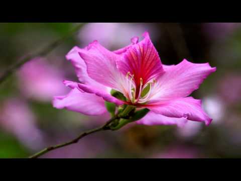 Diego Modena (Argentina) & Jean-Philippe Audin (France) - Implora