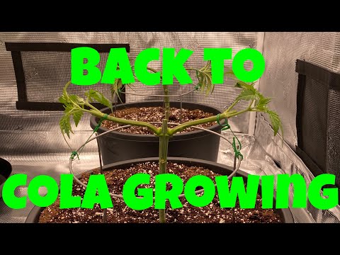 Mainline series 2 - training cannabis for yield - tribus microbes