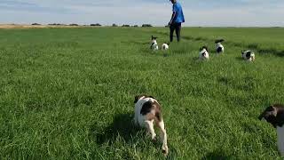 German Shorthaired Pointer Puppies Videos
