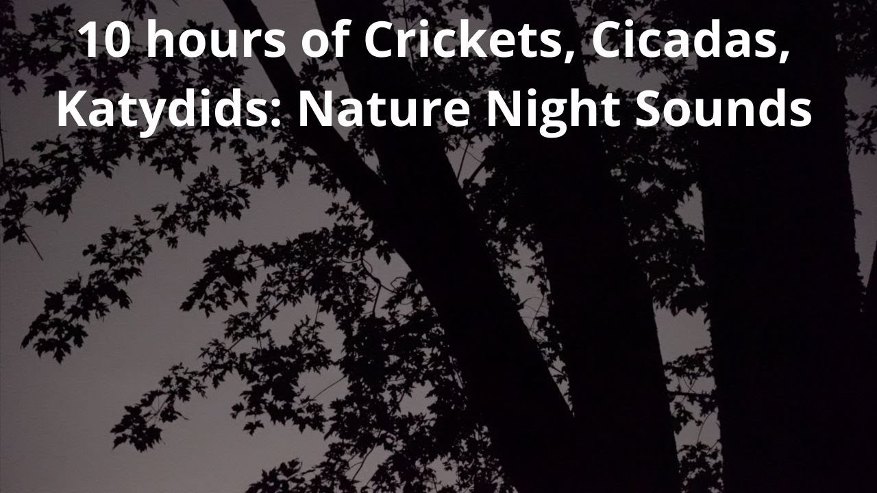 Nature Night Sounds 10 Hours of Crickets Cicadas Katydids Sleep Study Relax Nature Video
