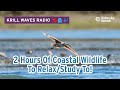 2 Hours Of Coastal Wildlife To Relax Study Lofi Hip Hop Monterey Bay Aquarium Krill Waves Radio