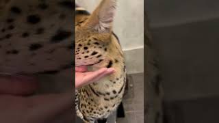 【おはようサーバルシリーズ㉒】