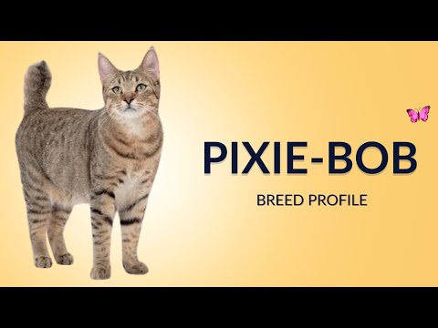 Pixie Bob Cat Breed Profile History - Price - Traits - Grooming Needs - Lifespan