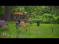 A Deer In Our Backyard