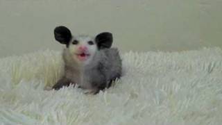 Маленький жующий Микки Маус