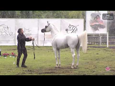 N 85 DANDI MPE   Vesuvio Trophy 2023   International   Stallions 7+ Years Old Class 11