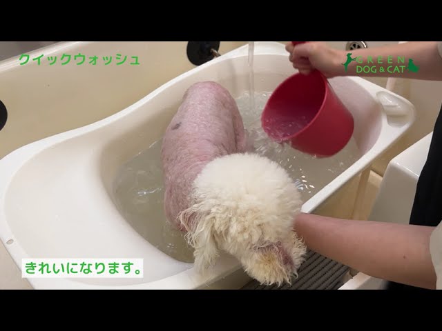 クイックウォッシュ CZGDQQW1-00 | ソノタゲンセン | GREEN DOG クイックウォッシュ CZGDQQW1-00 | ソノタゲンセン | GREEN DOG