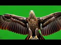 Green Screen Eagle Flying Animation Free HD Chroma Key Footage