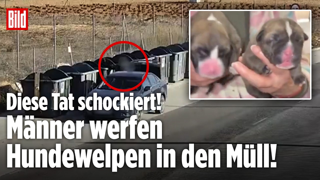Spanien: Männer werfen Hundewelpen in den Müll! Polizei nimmt Tatverdächtige fest!