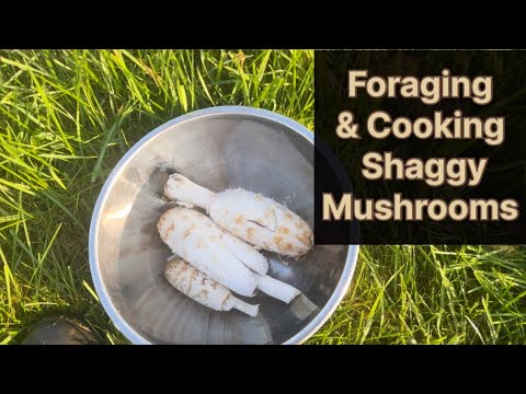 Shaggy mushrooms-foraging and cooking some for breakfast
