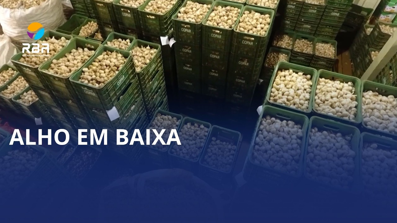 Produção alta, vendas baixas: o drama do alho em SC