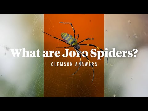 Joro spider | And are they poisonous?