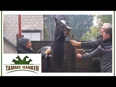 Stormy stallion fights back against treatment! | Tamme Hanken | Kabel Eins