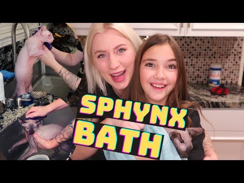 HOW TO GIVE A SPHYNX CAT A BATH!