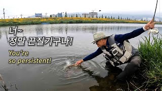 2023 잉어플라이낚시 5번째 이야기  (The 5th episode of 2023 carp fly fishing)