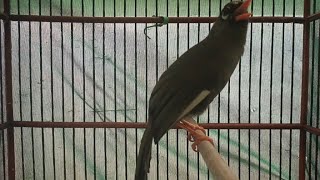 Download lagu pancingan poksay Mandarin agar rajin bunyi dan gacor mp3