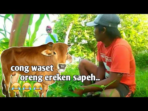 madura-lucukacong-wasetoreng-ereken-sapeh