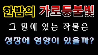 [텃밭농부.707}  가로등불빛이 작물에 피해를 줄까요?