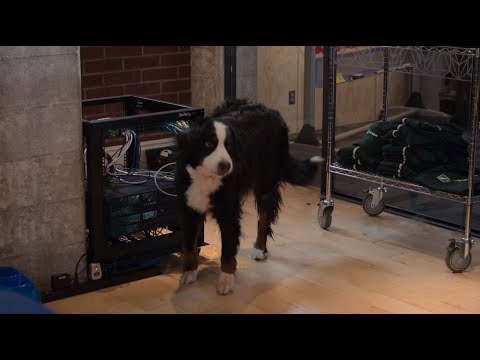 Silicon Valley - No Dogs Policy (Clip)