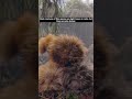 Who is Fizzgig | The Dark Crystal | Scary Stories